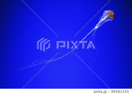 macro photography underwater northern sea nettle or brown jellyfish jellyfish 99581333