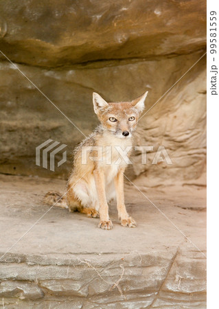 Little fox is sitting close up 99581559