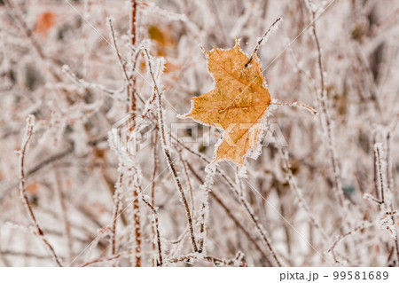 Winter leaves covered with snow and hoarfrost Winter leaves covered with snow and hoarfrost 99581689