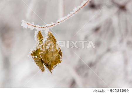 Winter leaves covered with snow and hoarfrost Winter leaves covered with snow and hoarfrost 99581690