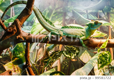 lizard 99581722