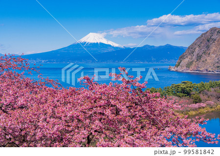 （静岡県）河津桜咲く西伊豆井田から、海越しの富士山 99581842