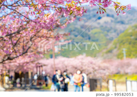 河津川沿いの河津桜並木 河津川沿いの河津桜並木 99582053