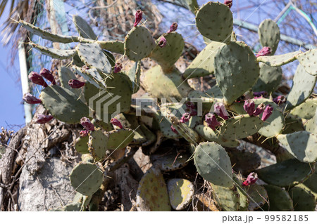 大型宝剣（ウチワサボテン亜科） 99582185