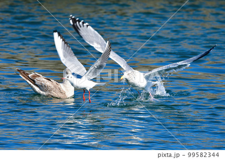冬に港や海辺にやってくる水鳥のセグロカモメ 冬に港や海辺にやってくる水鳥のセグロカモメ 99582344