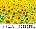 ひまわり畑 99582581