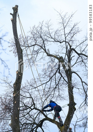 A man cuts high branches of trees, an arborist with a chain saw clears a tree of high dangerous rough branches. 99583183