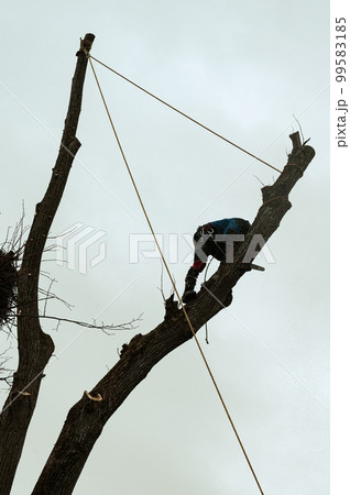A man cuts high branches of trees, an arborist with a chain saw clears a tree of high dangerous rough branches. 99583185