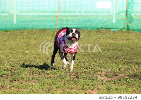 ドックランで楽しく遊びながら走って来る可愛いボストンテリアのマイティ君 99583234