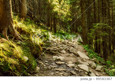 Summer moody forest 99583367