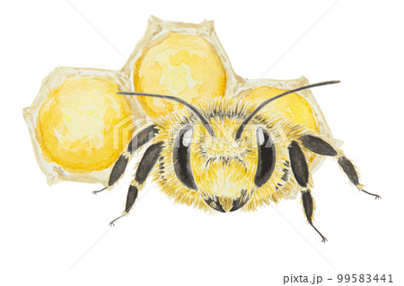 Watercolor hand drawn bee isolated on white background Watercolor hand drawn bee isolated on white background 99583441
