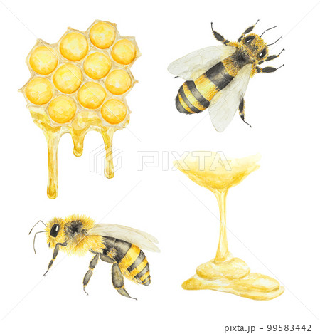 Watercolor hand drawn bee isolated on white background Watercolor hand drawn bee isolated on white background 99583442
