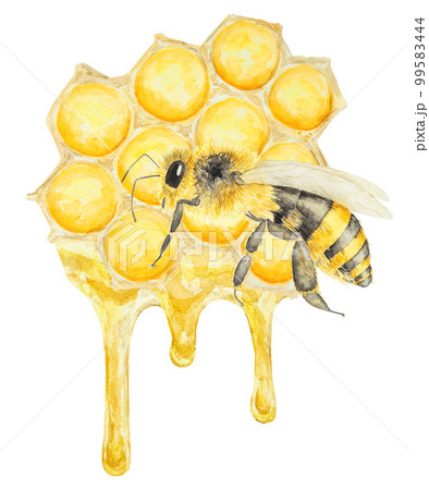 Watercolor hand drawn bee isolated on white background 99583444