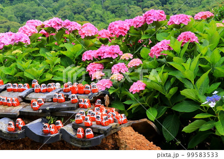 何事にも勝つ勝尾寺のダルマとアジサイ 99583533