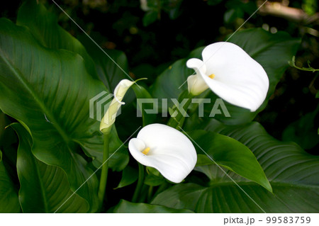 庭に咲いた白いカラーの花 庭に咲いた白いカラーの花 99583759