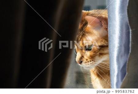 Cat look out of window sitting behind curtains. 99583762