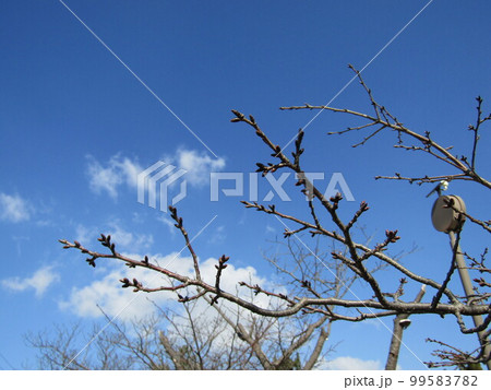 まだまだ固い桜の冬芽 まだまだ固い桜の冬芽 99583782