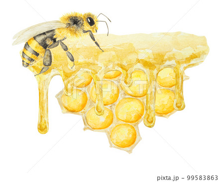 Watercolor hand drawn bee isolated on white background Watercolor hand drawn bee isolated on white background 99583863