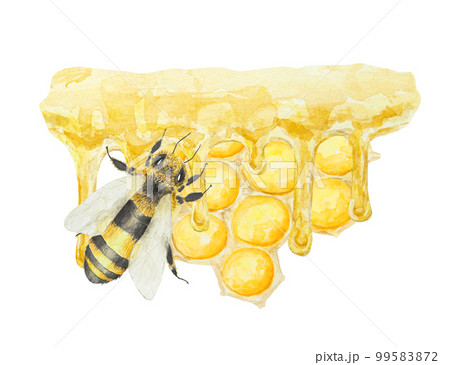 Watercolor hand drawn bee isolated on white background Watercolor hand drawn bee isolated on white background 99583872