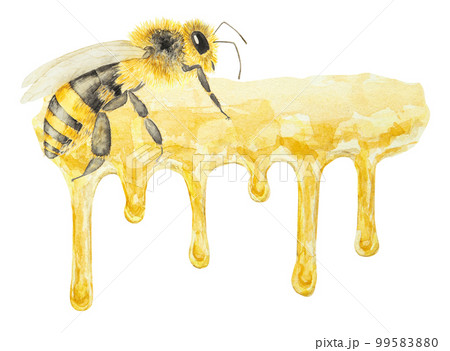 Watercolor hand drawn bee isolated on white background 99583880