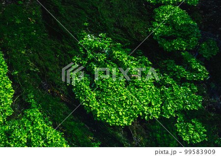 清流の水生植物たち 清流の水生植物たち 99583909