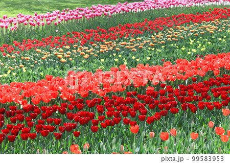 色とりどりに咲き誇る赤白黄色 99583953