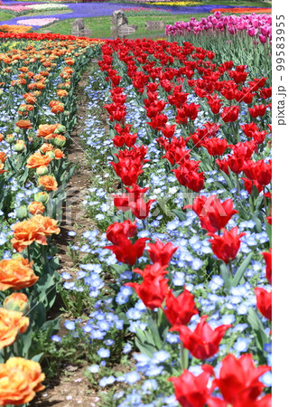 色とりどりに咲き誇る赤白黄色 色とりどりに咲き誇る赤白黄色 99583955