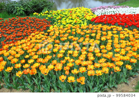 色とりどりに咲き誇る赤白黄色 色とりどりに咲き誇る赤白黄色 99584034