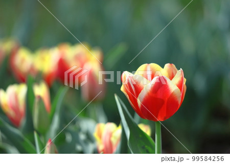 色とりどりに咲き誇る赤白黄色 99584256