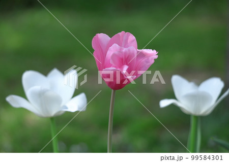 色とりどりに咲き誇る赤白黄色 99584301