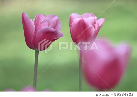 色とりどりに咲き誇る赤白黄色 色とりどりに咲き誇る赤白黄色 99584302