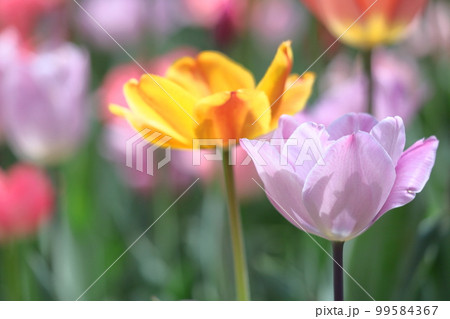 色とりどりに咲き誇る赤白黄色 色とりどりに咲き誇る赤白黄色 99584367