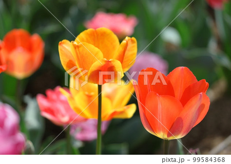 色とりどりに咲き誇る赤白黄色 色とりどりに咲き誇る赤白黄色 99584368