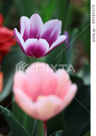 色とりどりに咲き誇る赤白黄色 色とりどりに咲き誇る赤白黄色 99584370