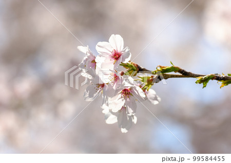 桜 桜 99584455