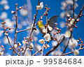 ウメジロー 99584684