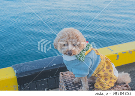 犬と富士山 犬と富士山 99584852