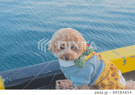 犬と富士山 99584854