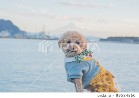 犬と富士山 犬と富士山 99584866