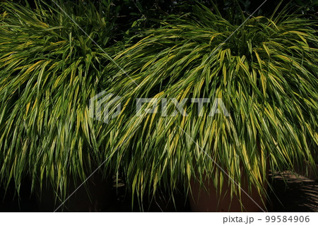 フウチソウ 99584906