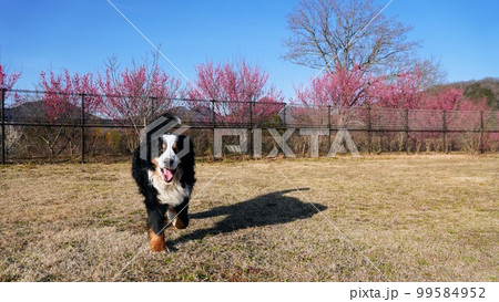 バーニーズ　国営讃岐まんのう公園　花巡りの丘　紅梅　冬【香川県仲多度郡まんのう町吉野】 99584952