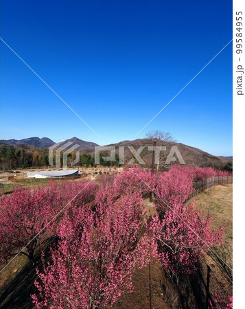 国営讃岐まんのう公園　花巡りの丘　紅梅　冬【香川県仲多度郡まんのう町吉野】3 99584955