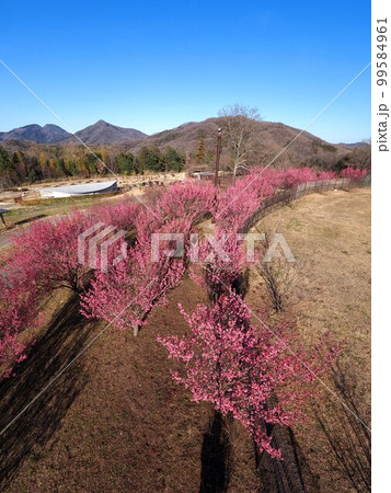 国営讃岐まんのう公園　花巡りの丘　紅梅　冬【香川県仲多度郡まんのう町吉野】9 99584961