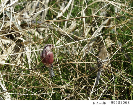 魅惑の赤い鳥ベニマシコ 99585068
