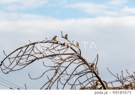 木の枝にとまったスズメ 木の枝にとまったスズメ 99585075