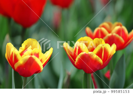 色とりどりに咲き誇る赤白黄色 色とりどりに咲き誇る赤白黄色 99585153