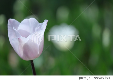 色とりどりに咲き誇る赤白黄色 99585154