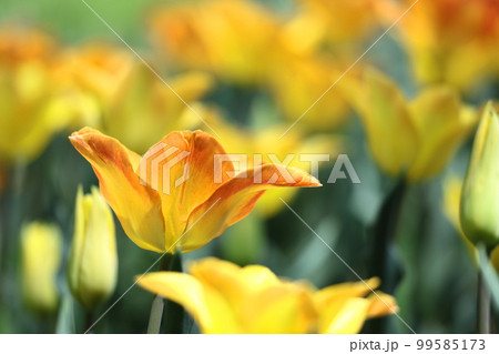 色とりどりに咲き誇る赤白黄色 色とりどりに咲き誇る赤白黄色 99585173