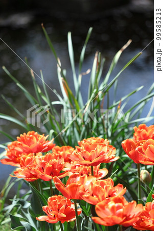 色とりどりに咲き誇る赤白黄色 色とりどりに咲き誇る赤白黄色 99585213