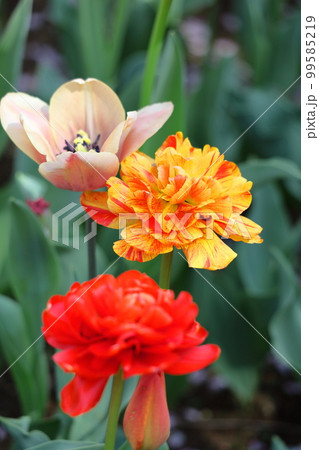 色とりどりに咲き誇る赤白黄色 色とりどりに咲き誇る赤白黄色 99585219